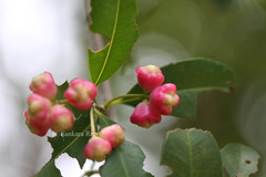 Syzygium australe